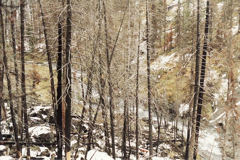 Yellowstone National Park fire damage